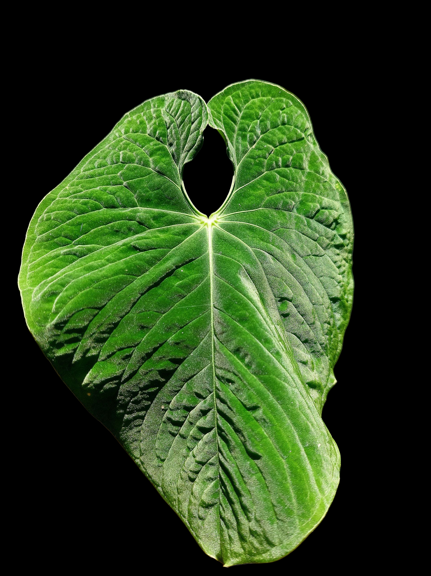 Anthurium Sp. 'Purple Velvet' BIG PLANT (EXACT PLANT)