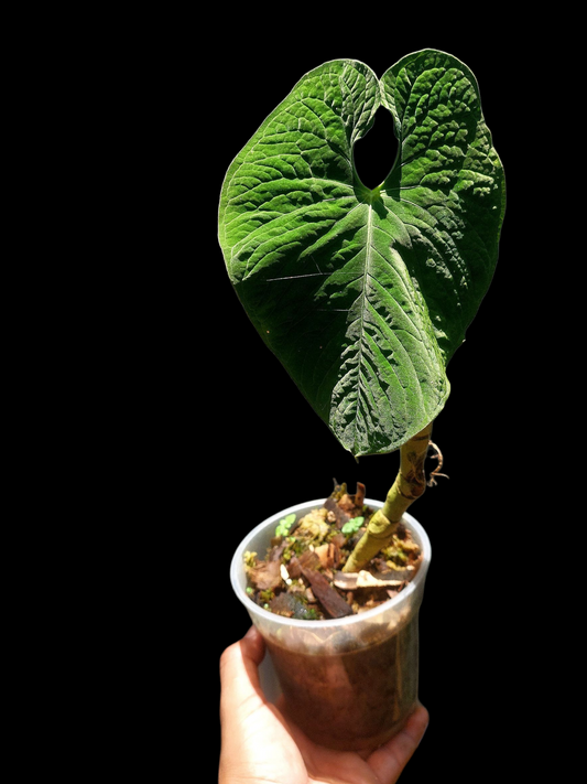 Anthurium Sp. 'Purple Velvet' BIG PLANT (EXACT PLANT)