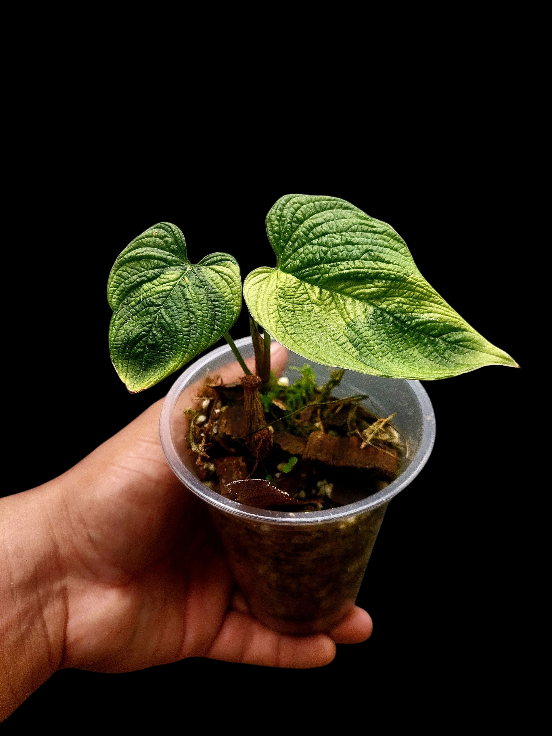 Philodendron Lynnhannoniae Special Phenotype (EXACT PLANT)