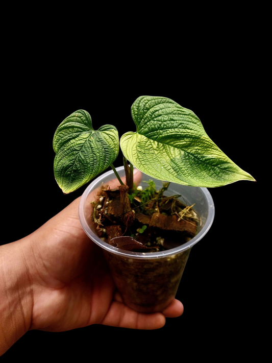 Philodendron Lynnhannoniae Special Phenotype (EXACT PLANT)