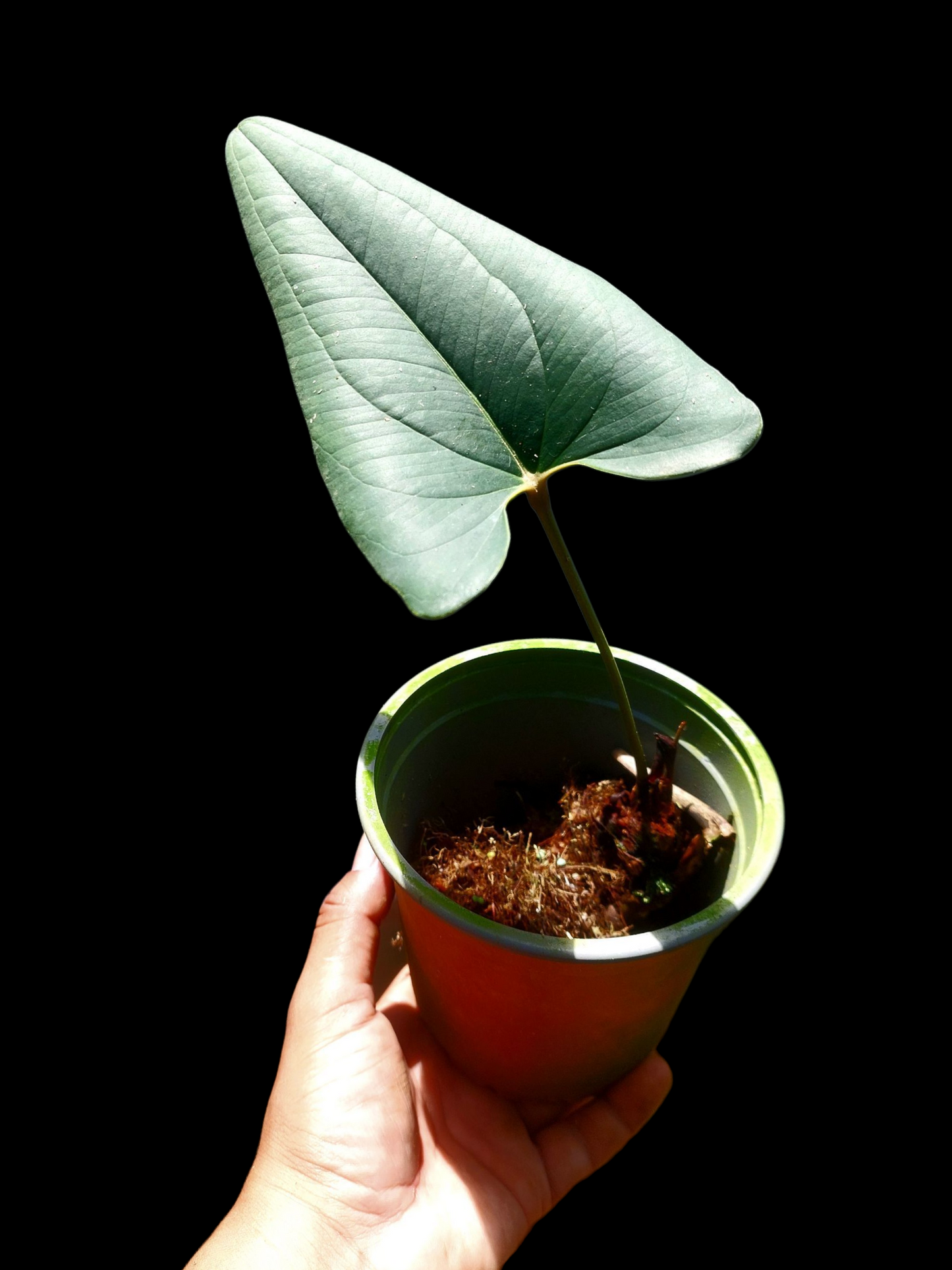 Anthurium sp. 'Indian arrow' (EXACT PLANT)
