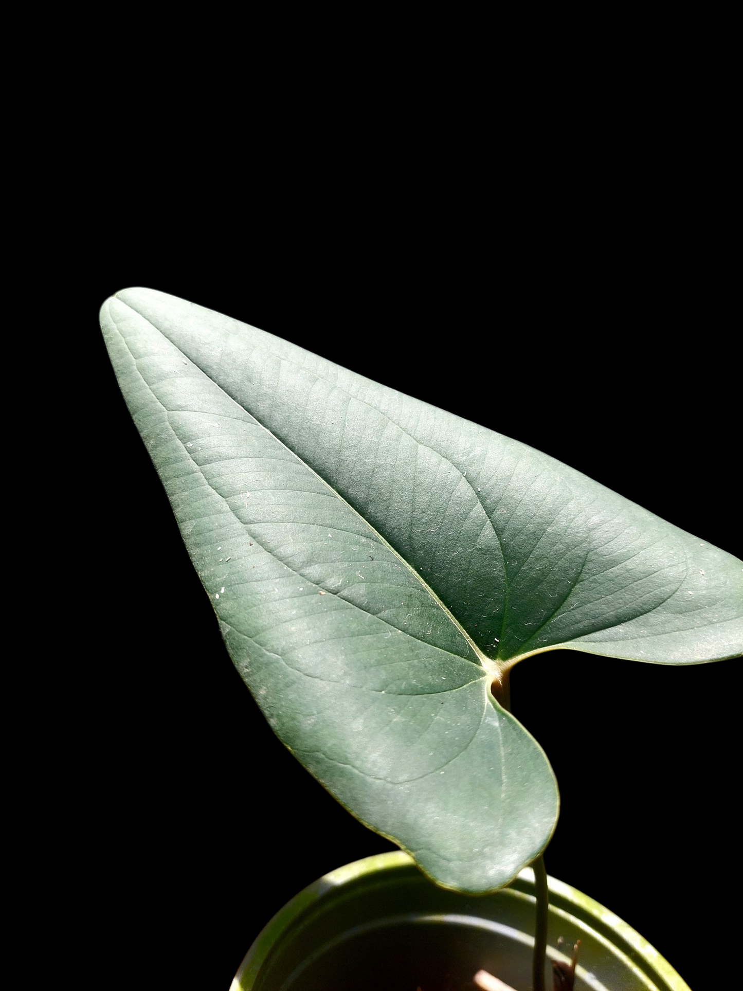 Anthurium sp. 'Indian arrow' (EXACT PLANT)