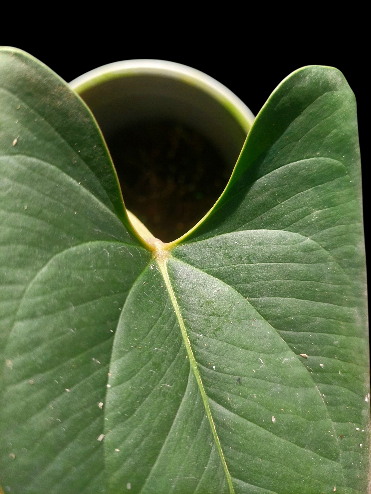Anthurium sp. 'Indian arrow' (EXACT PLANT)