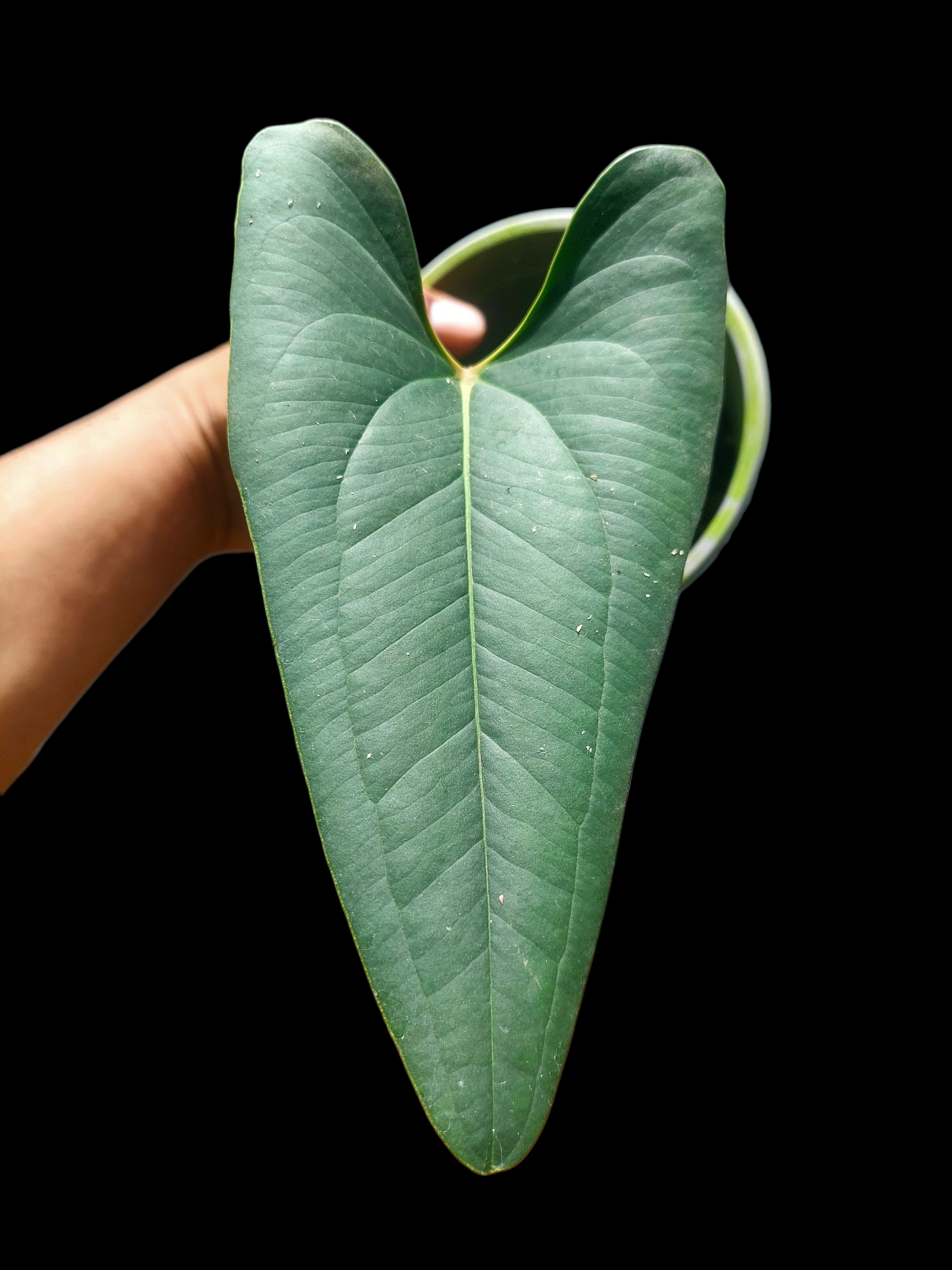 arrow anthurium Anthurium sp. 'Indian arrow' (EXACT PLANT)