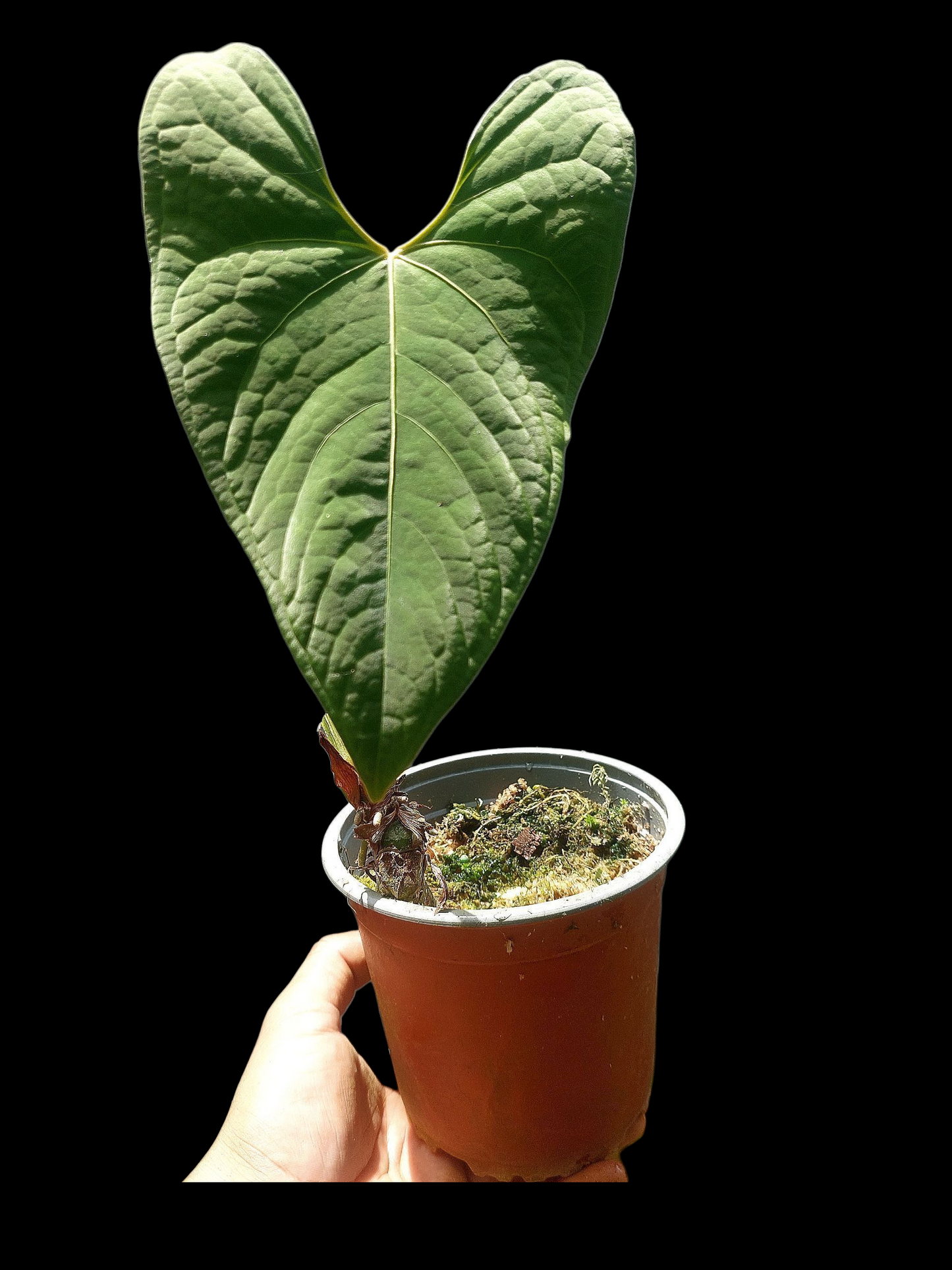 Anthurium sp. "Tarapoto Velvet" BIG PLANT (EXACT PLANT)