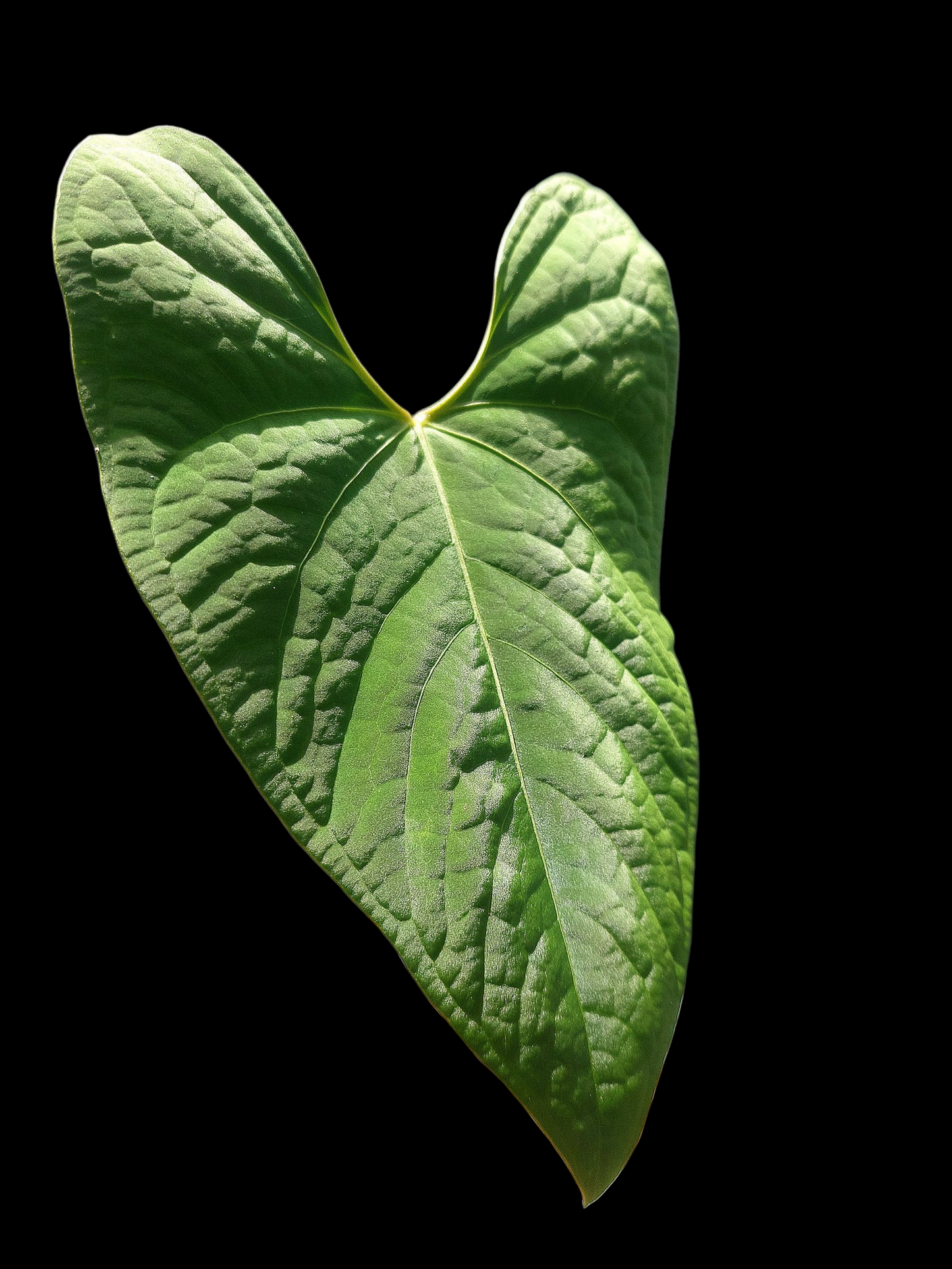 Anthurium sp. "Tarapoto Velvet" BIG PLANT (EXACT PLANT)
