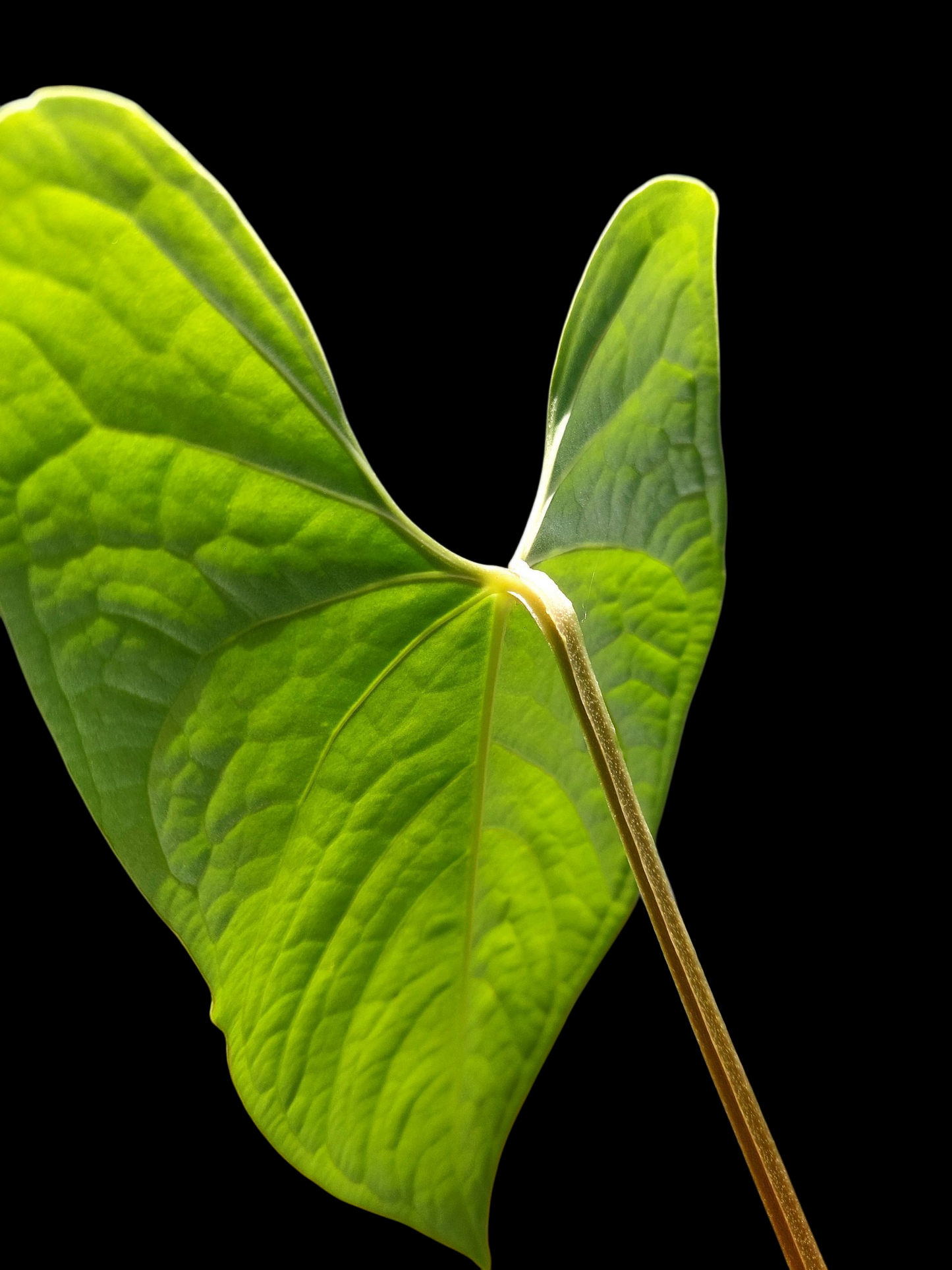Anthurium sp. "Tarapoto Velvet" BIG PLANT (EXACT PLANT)