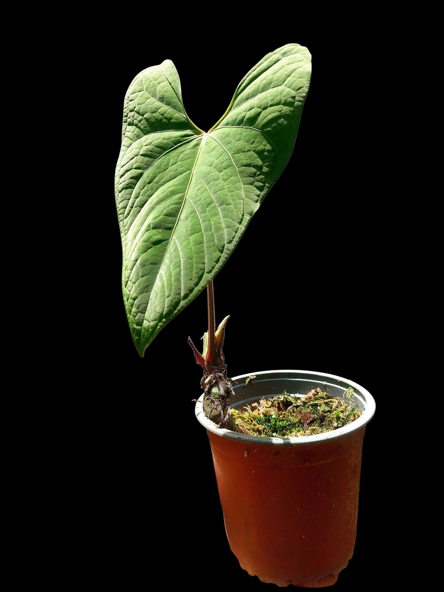 Anthurium sp. "Tarapoto Velvet" BIG PLANT (EXACT PLANT)