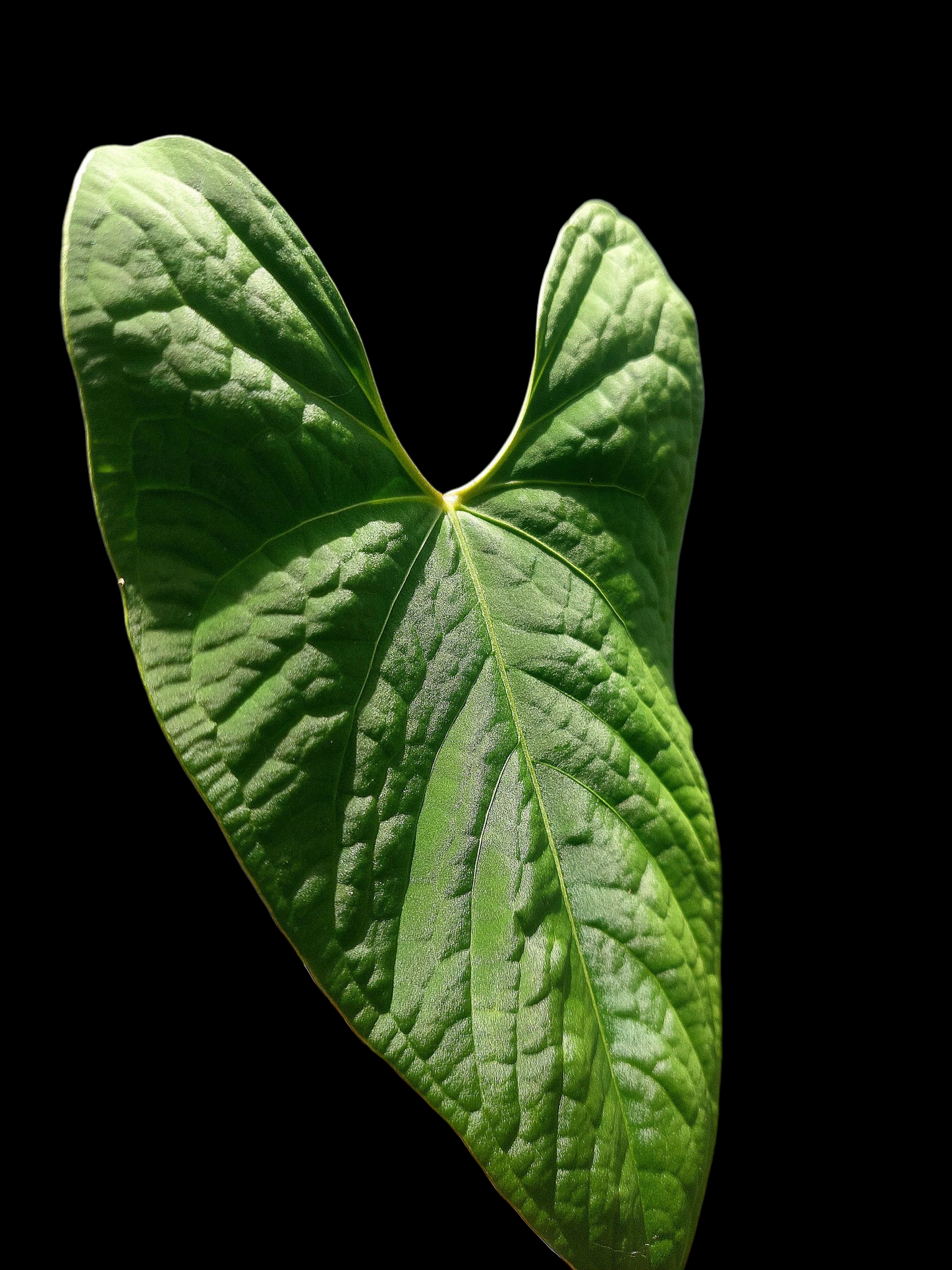 Anthurium sp. "Tarapoto Velvet" BIG PLANT (EXACT PLANT)