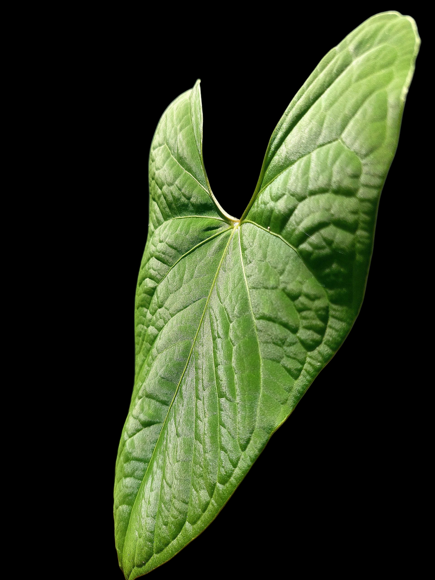 Anthurium sp. "Tarapoto Velvet" BIG PLANT (EXACT PLANT)