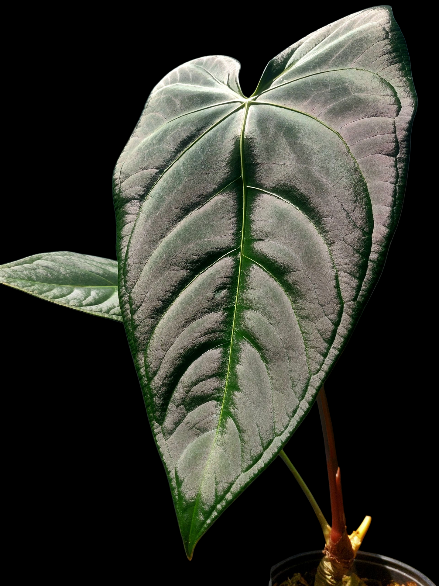 Anthurium sp. 'Amazon Dark Emerald' with 2 Leaves BIG PLANT (EXACT PLANT)