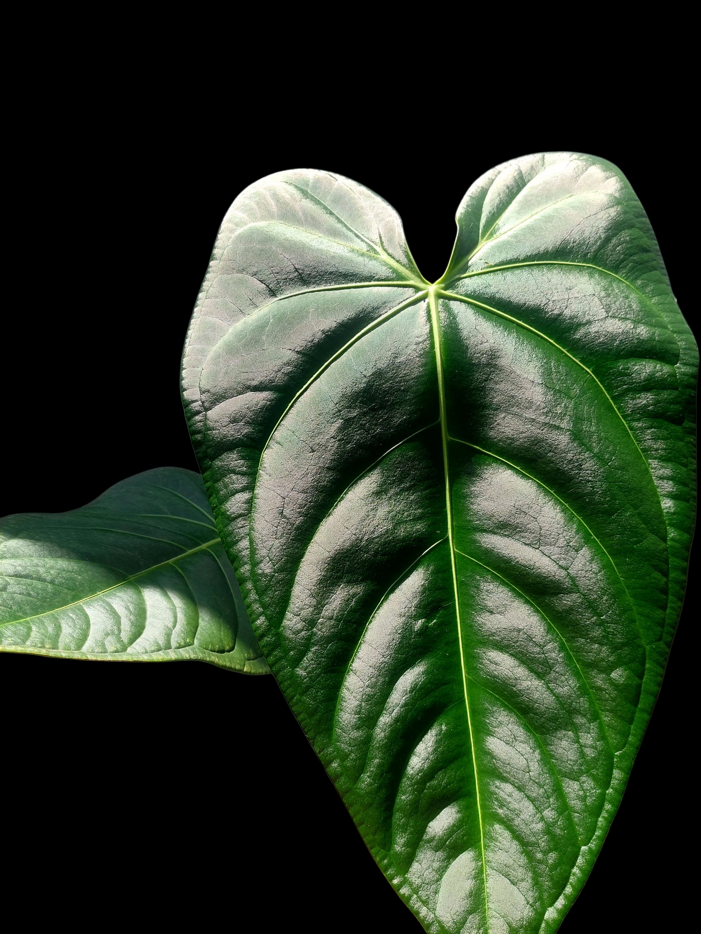 Anthurium sp. 'Amazon Dark Emerald' with 2 Leaves BIG PLANT (EXACT PLANT)