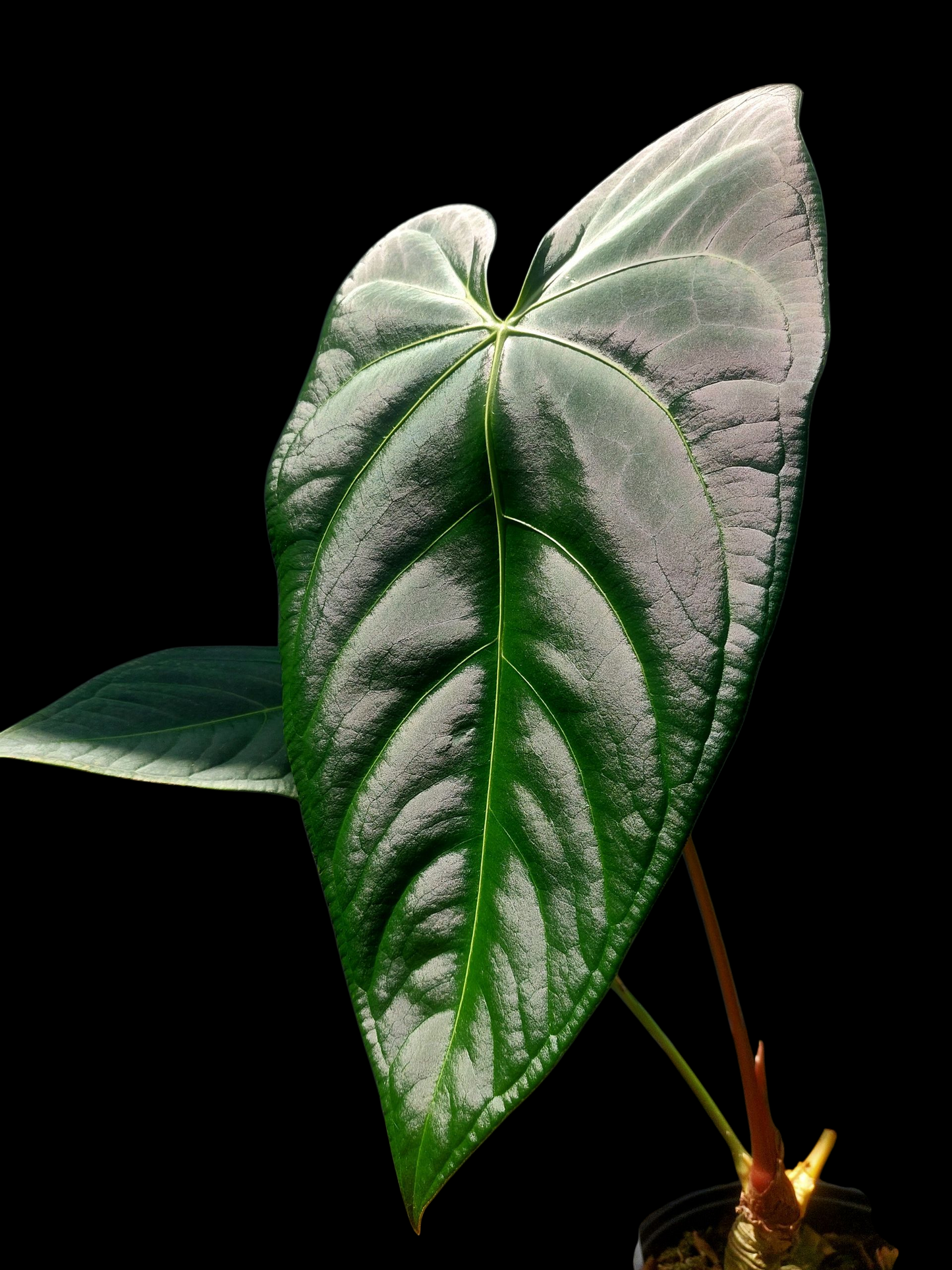 Anthurium sp. 'Amazon Dark Emerald' with 2 Leaves BIG PLANT (EXACT PLANT)