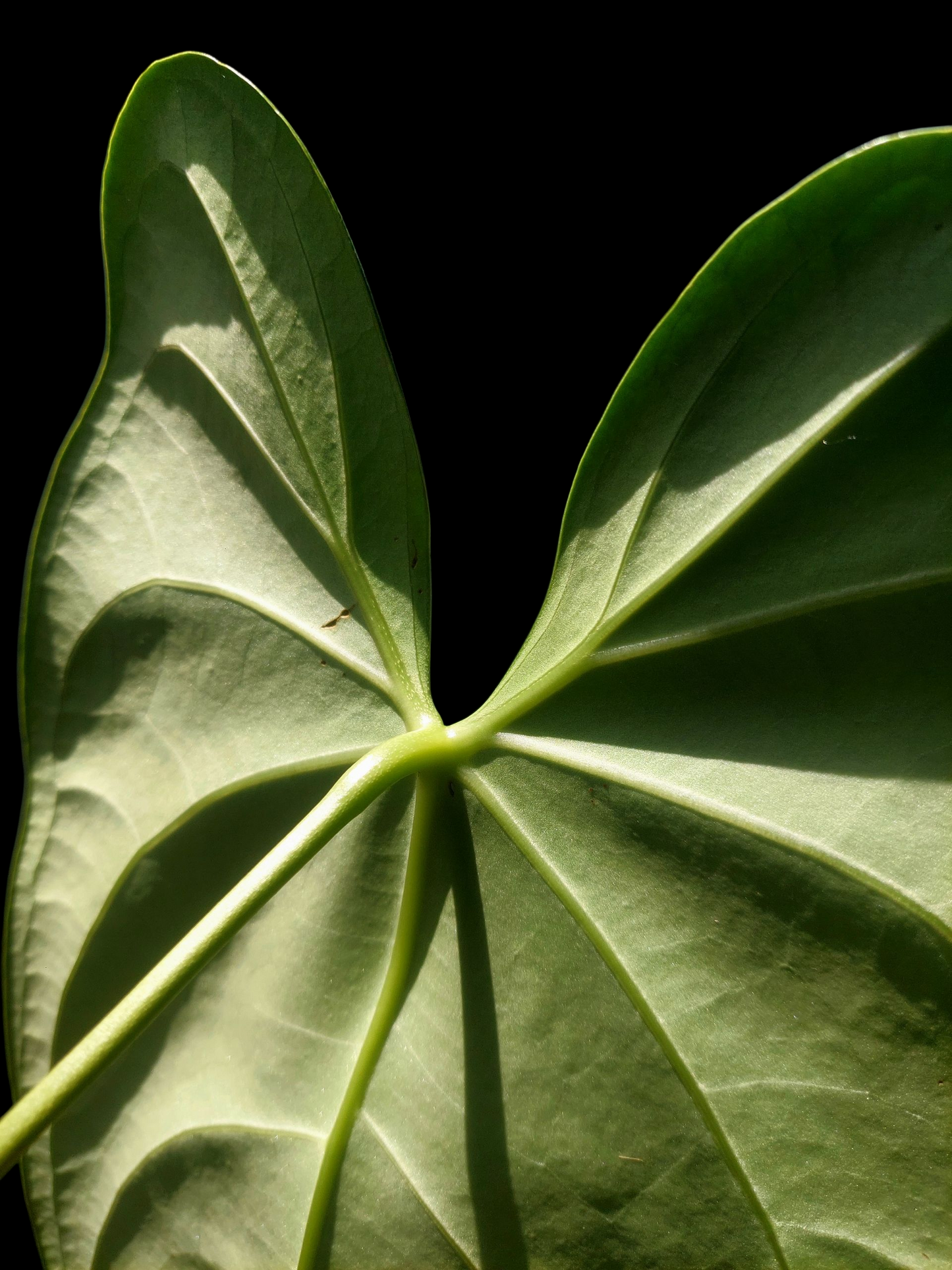 Anthurium sp. 'Amazon Dark Emerald' with 2 Leaves BIG PLANT (EXACT PLANT)