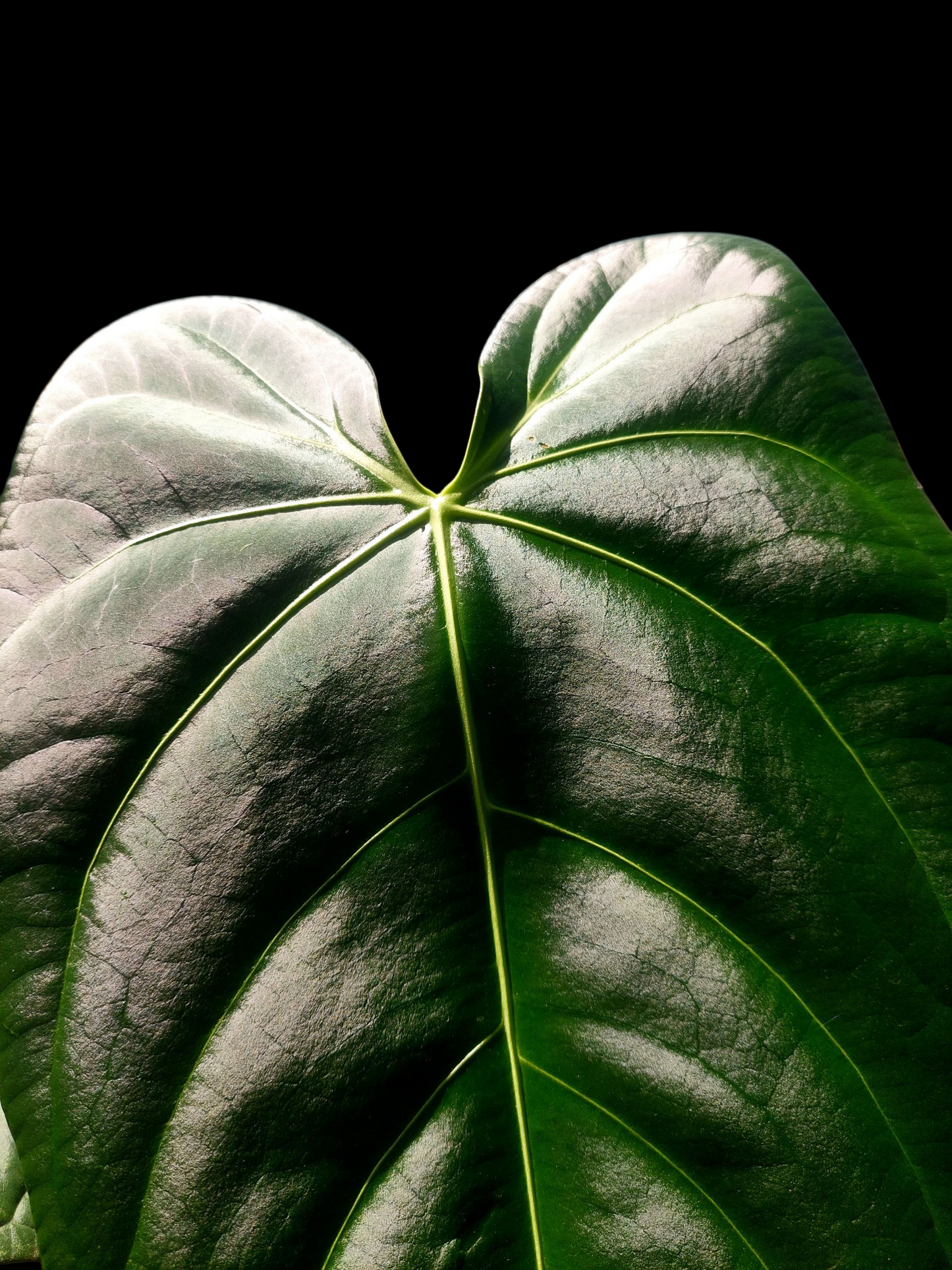Anthurium sp. 'Amazon Dark Emerald' with 2 Leaves BIG PLANT (EXACT PLANT)