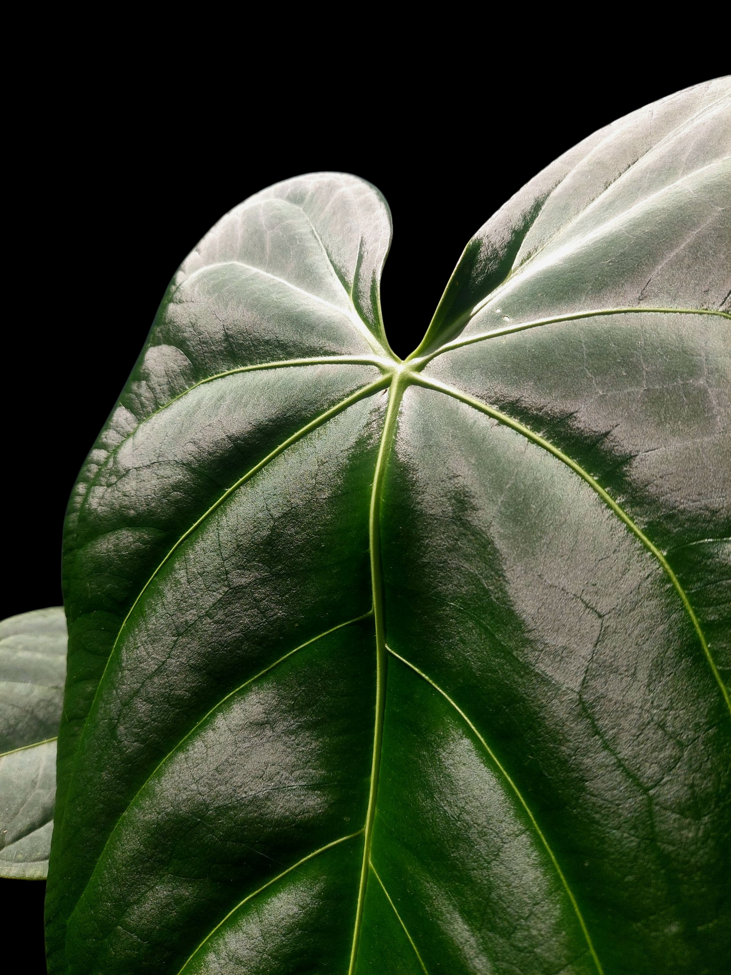 Anthurium sp. 'Amazon Dark Emerald' with 2 Leaves BIG PLANT (EXACT PLANT)