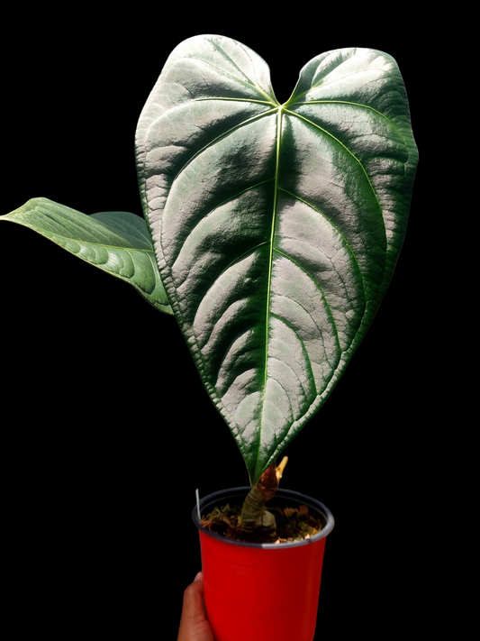 Anthurium sp. 'Amazon Dark Emerald' with 2 Leaves BIG PLANT (EXACT PLANT)