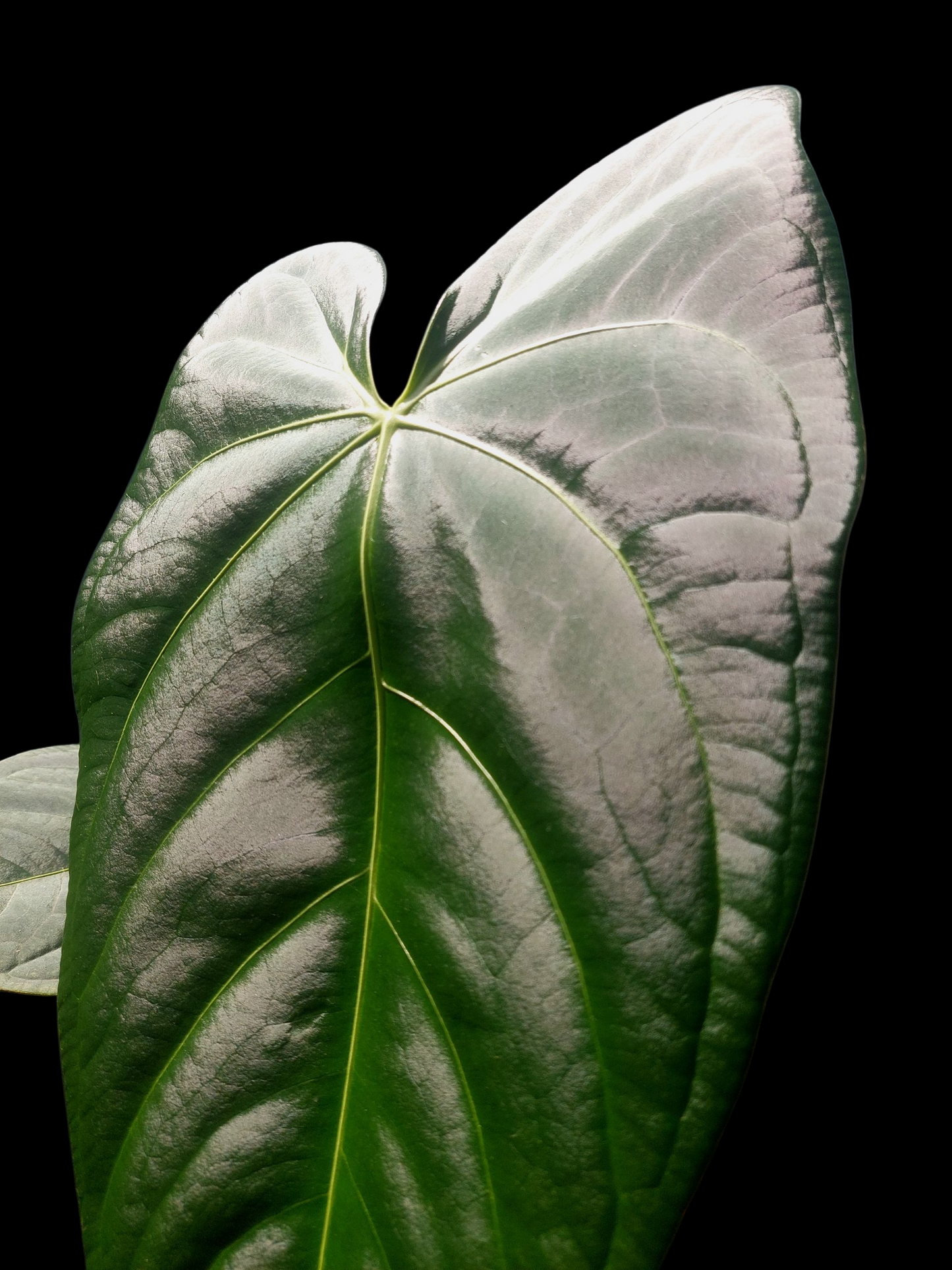 Anthurium sp. 'Amazon Dark Emerald' with 2 Leaves BIG PLANT (EXACT PLANT)