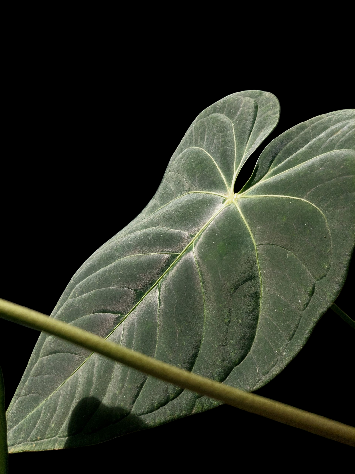 Anthurium sp. 'Amazon Dark Emerald' with 2 Leaves BIG PLANT (EXACT PLANT)