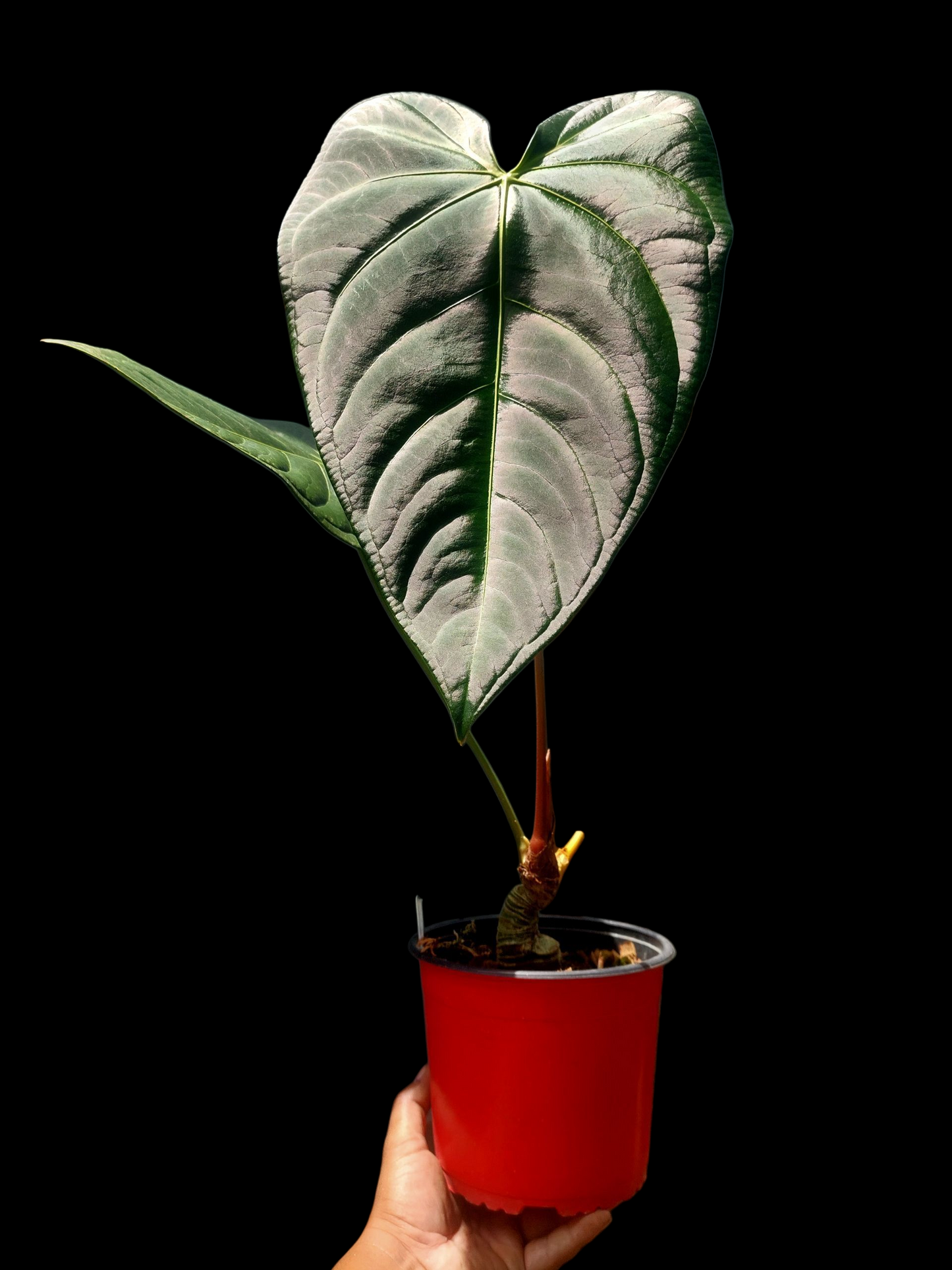 Anthurium sp. 'Amazon Dark Emerald' with 2 Leaves BIG PLANT (EXACT PLANT)