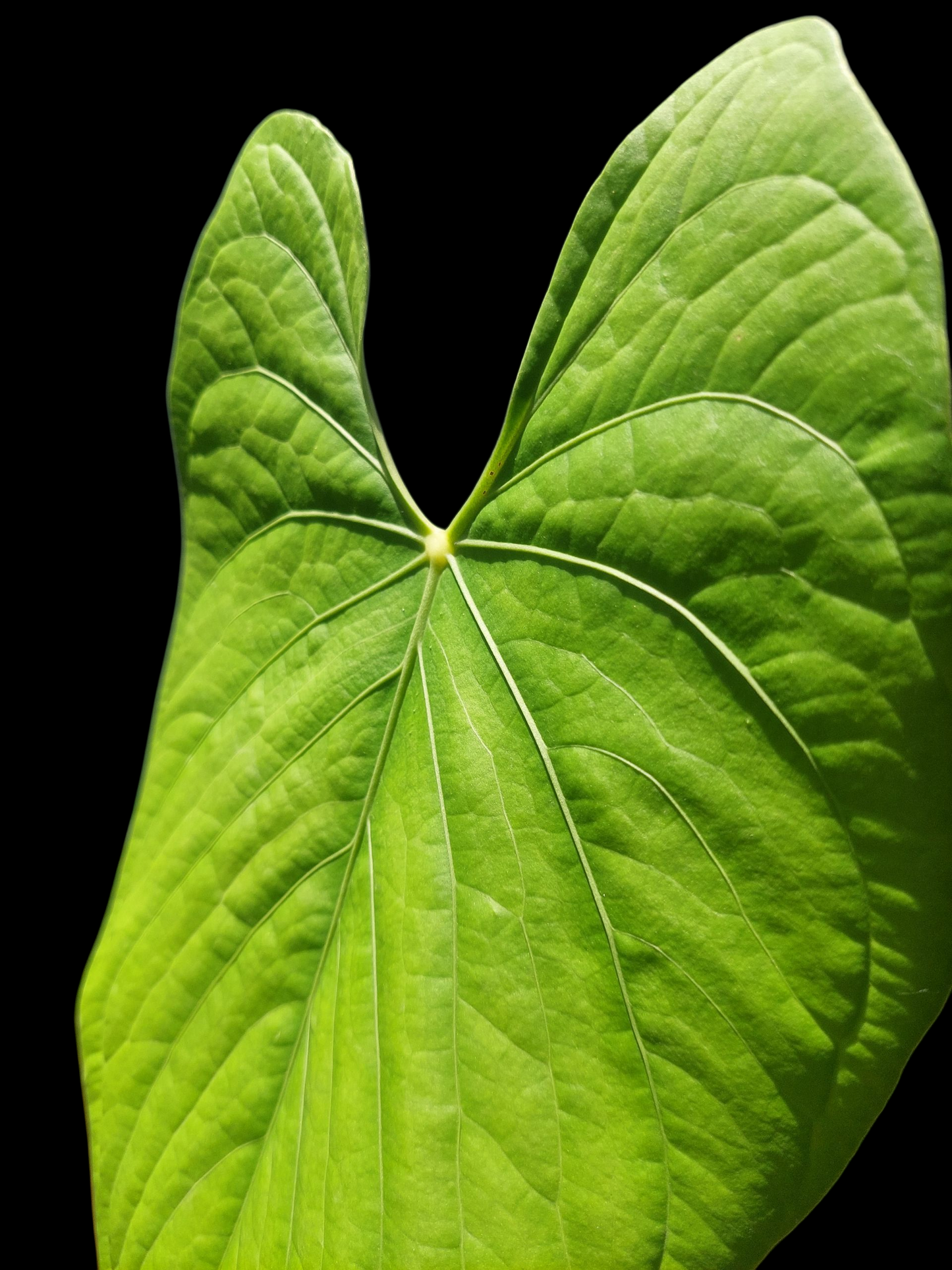 Anthurium sp. "Tarapoto Green Velvet" BIG PLANT (EXACT PLANT)