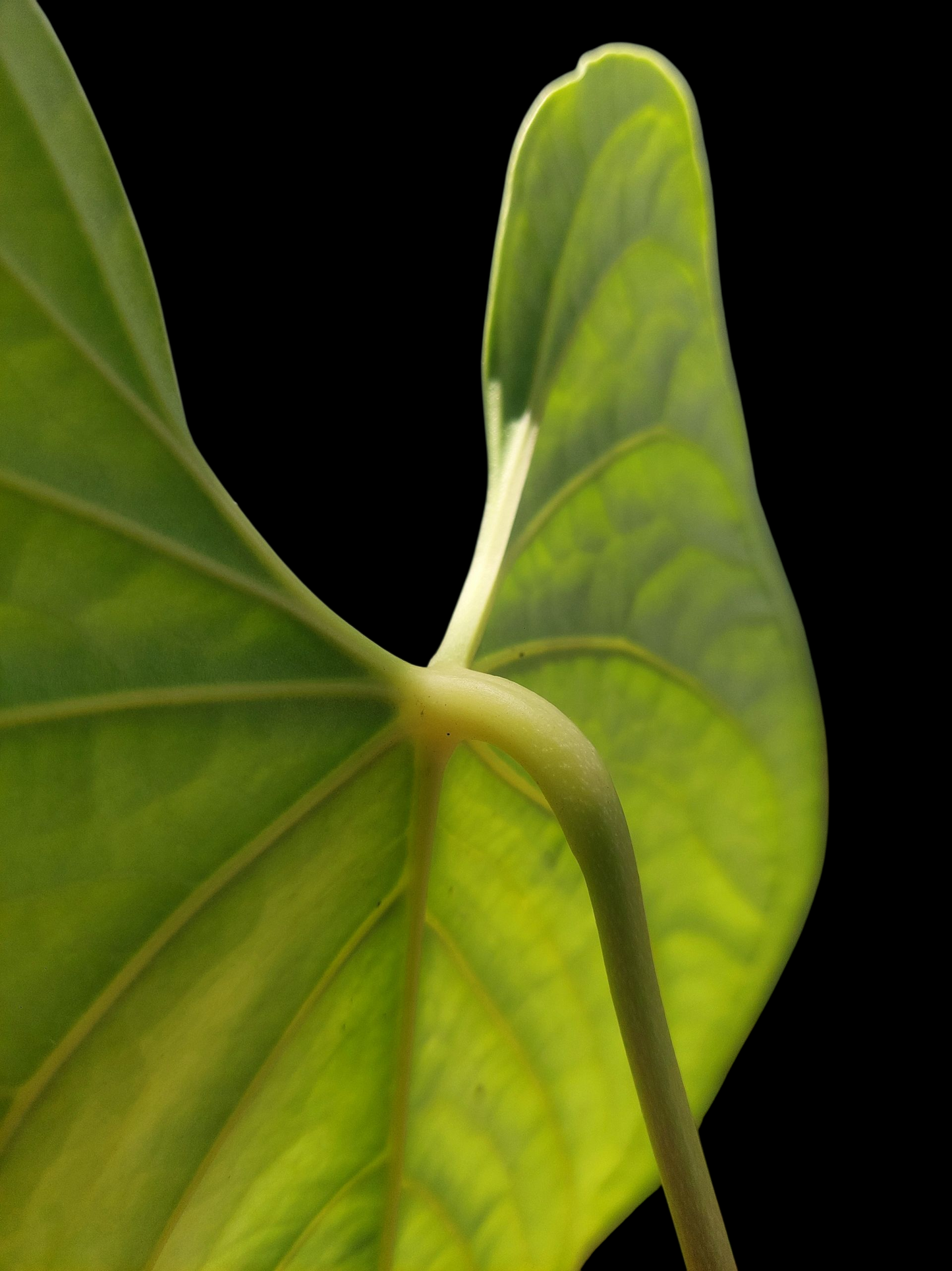 Anthurium sp. "Tarapoto Green Velvet" BIG PLANT (EXACT PLANT)