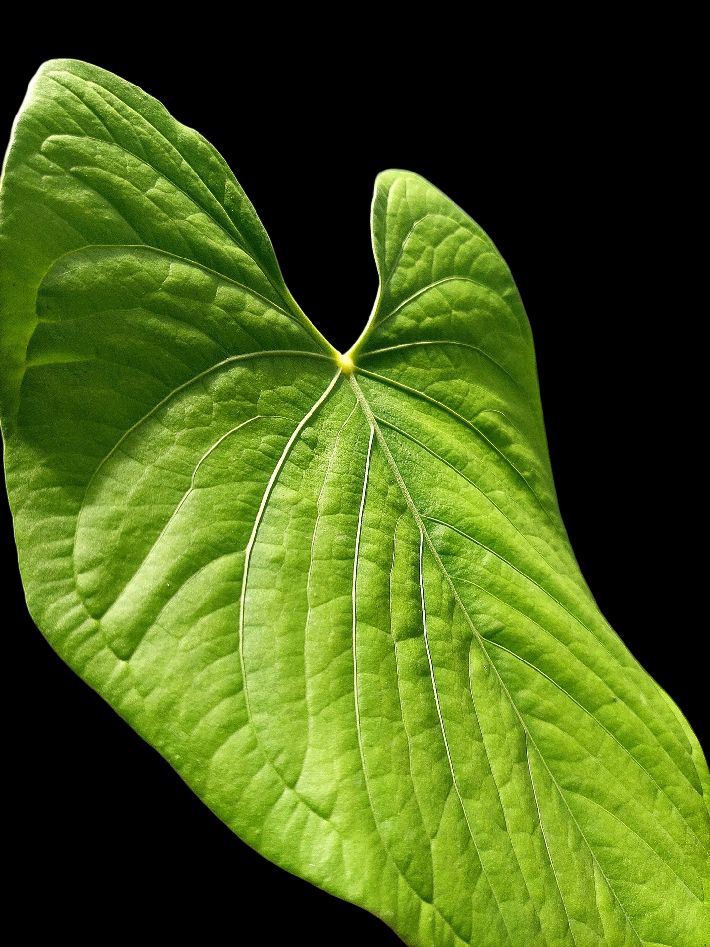 Anthurium sp. "Tarapoto Green Velvet" BIG PLANT (EXACT PLANT)
