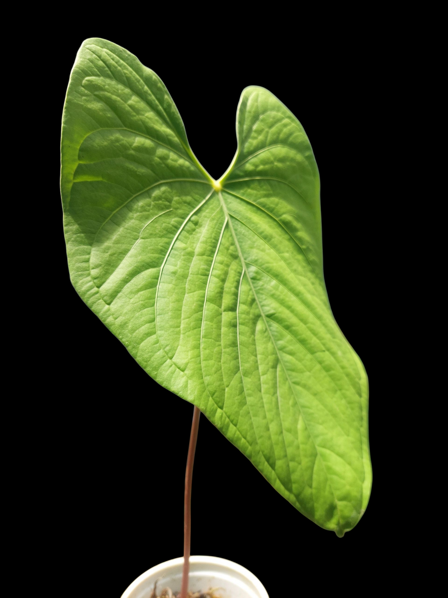 Anthurium sp. "Tarapoto Green Velvet" BIG PLANT (EXACT PLANT)