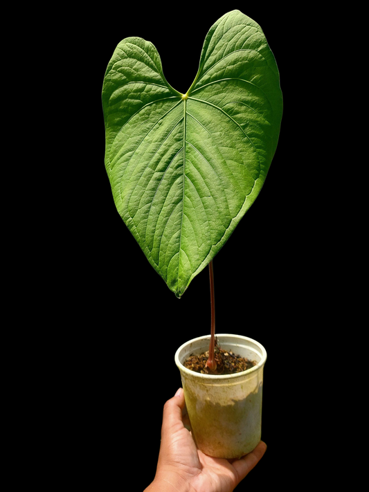 Anthurium sp. "Tarapoto Green Velvet" BIG PLANT (EXACT PLANT)