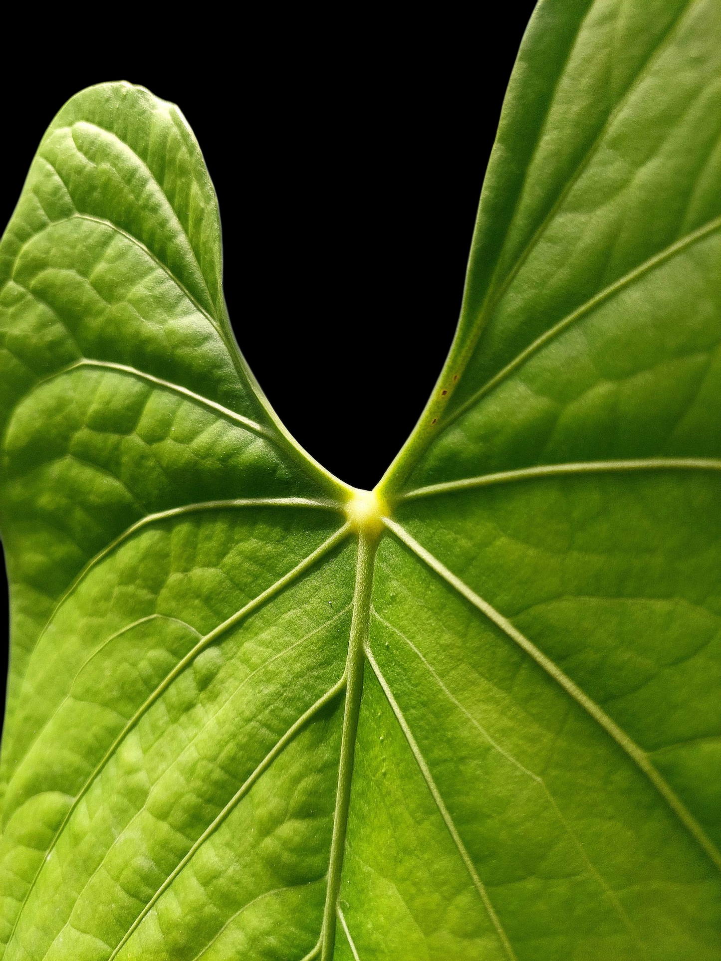 Anthurium sp. "Tarapoto Green Velvet" BIG PLANT (EXACT PLANT)