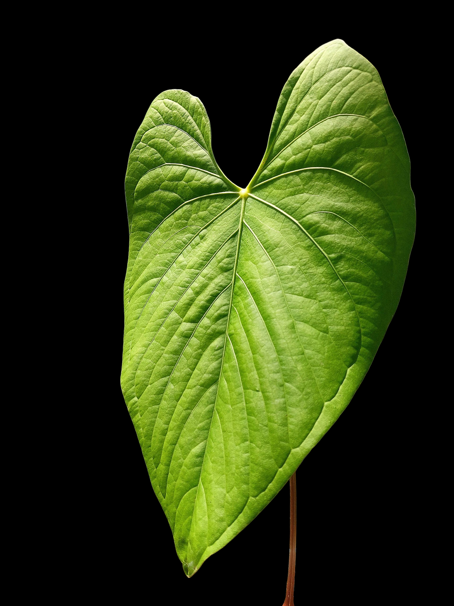 Anthurium sp. "Tarapoto Green Velvet" BIG PLANT (EXACT PLANT)