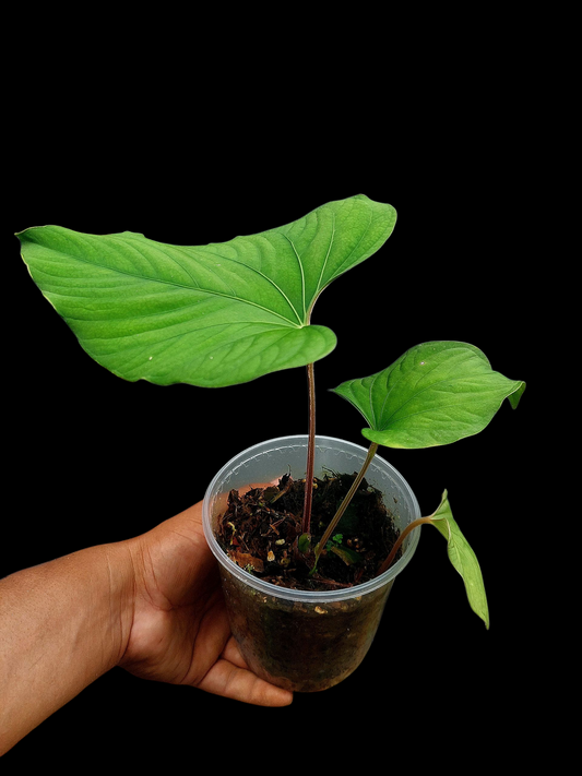 Anthurium sp. "Kunayala Glow" with 3 Leaves Wild Ecotype (EXACT PLANT)