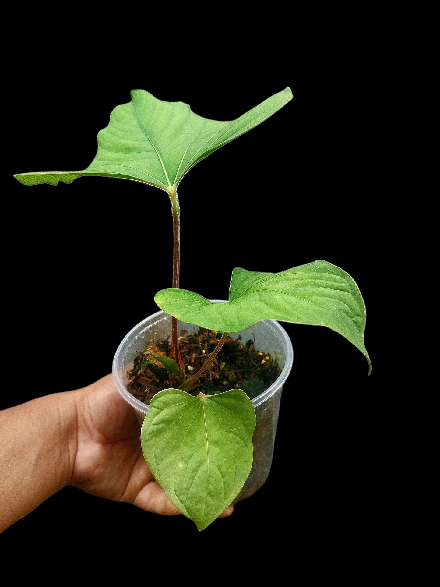 Anthurium sp. "Kunayala Glow" with 3 Leaves Wild Ecotype (EXACT PLANT)