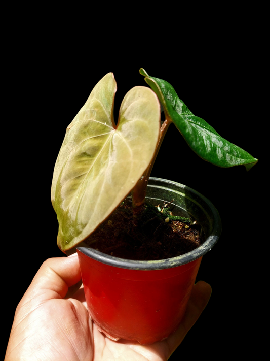 Anthurium sp. 'Huanuco Dark Velvet' with 2 Leaves (EXACT PLANT)