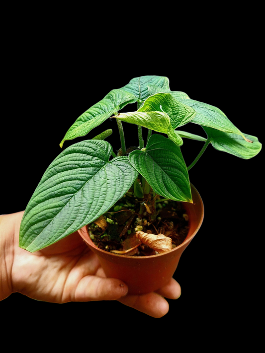 Philodendron Lynnhannoniae (EXACT PLANT)