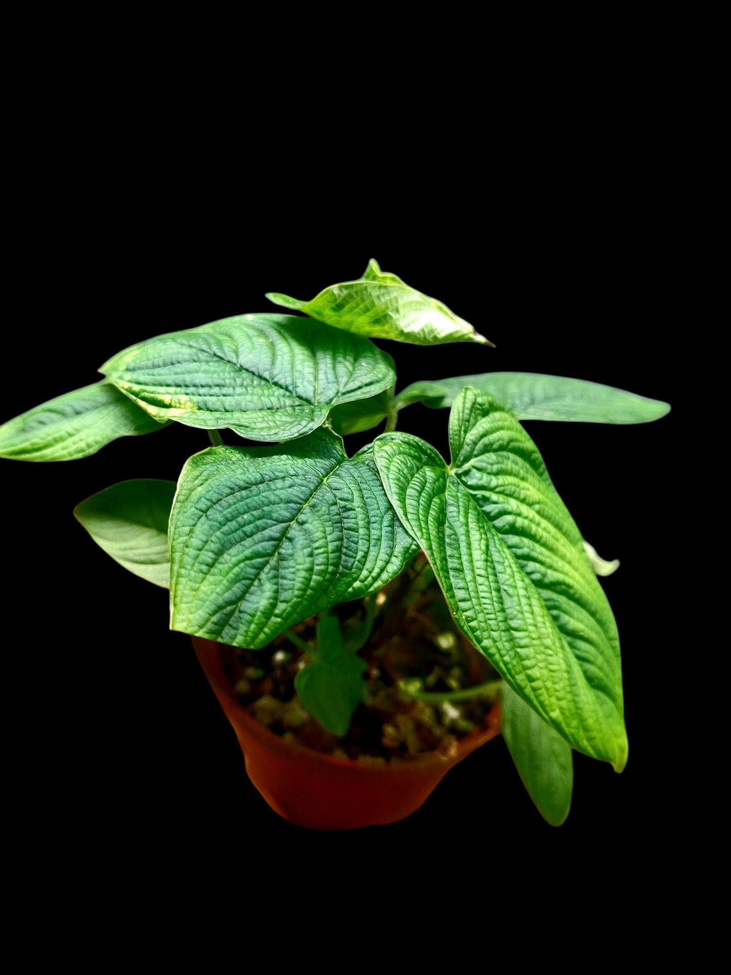 Philodendron Lynnhannoniae (EXACT PLANT)