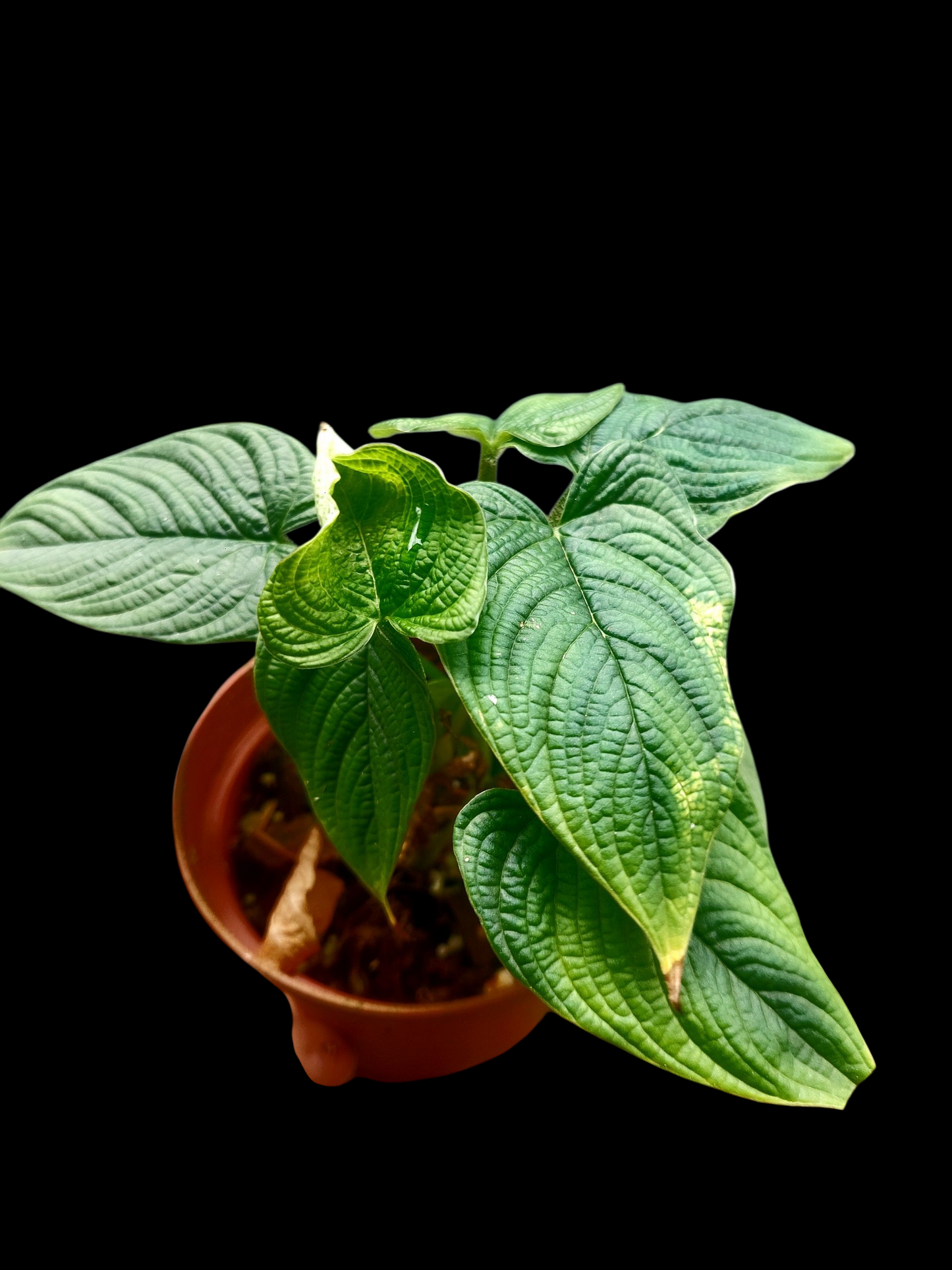Philodendron Lynnhannoniae (EXACT PLANT)