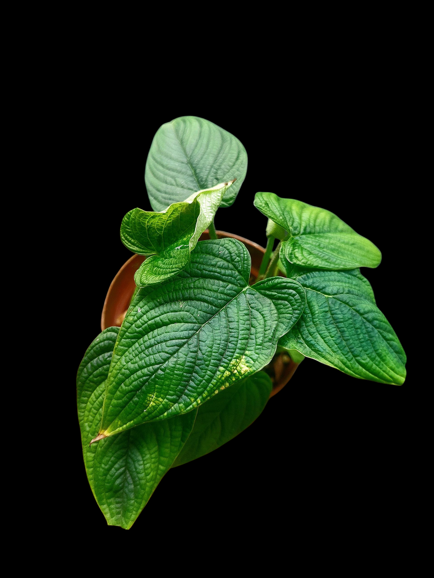 Philodendron Lynnhannoniae (EXACT PLANT)