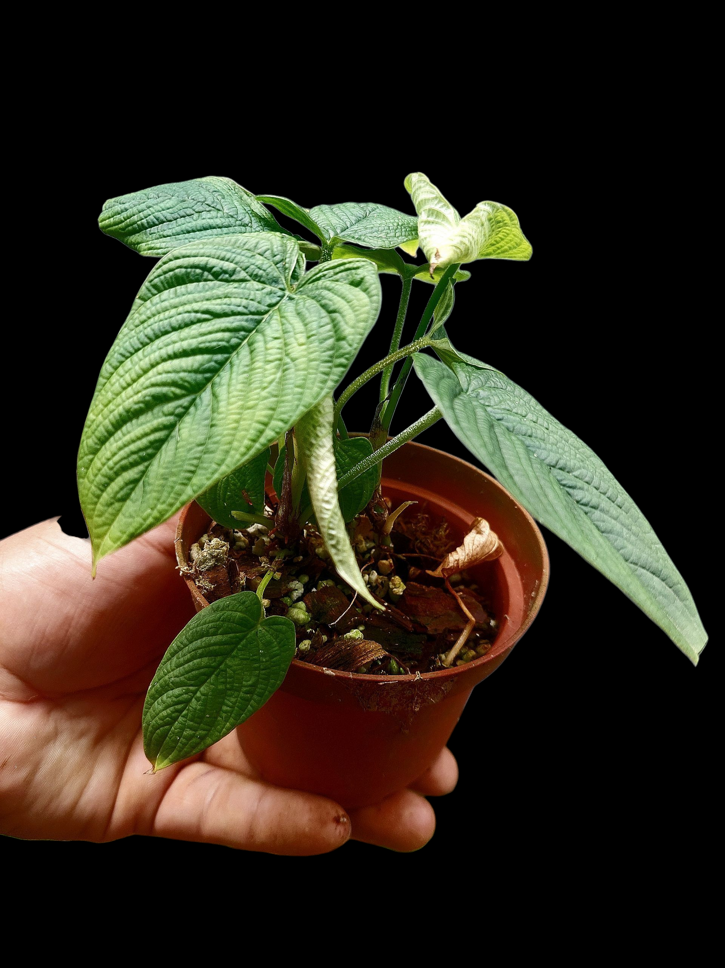 Philodendron Lynnhannoniae (EXACT PLANT)