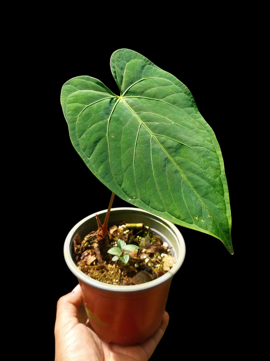 Anthurium sp. "Tarapoto Velvet" Wild Ecotype (EXACT PLANT)