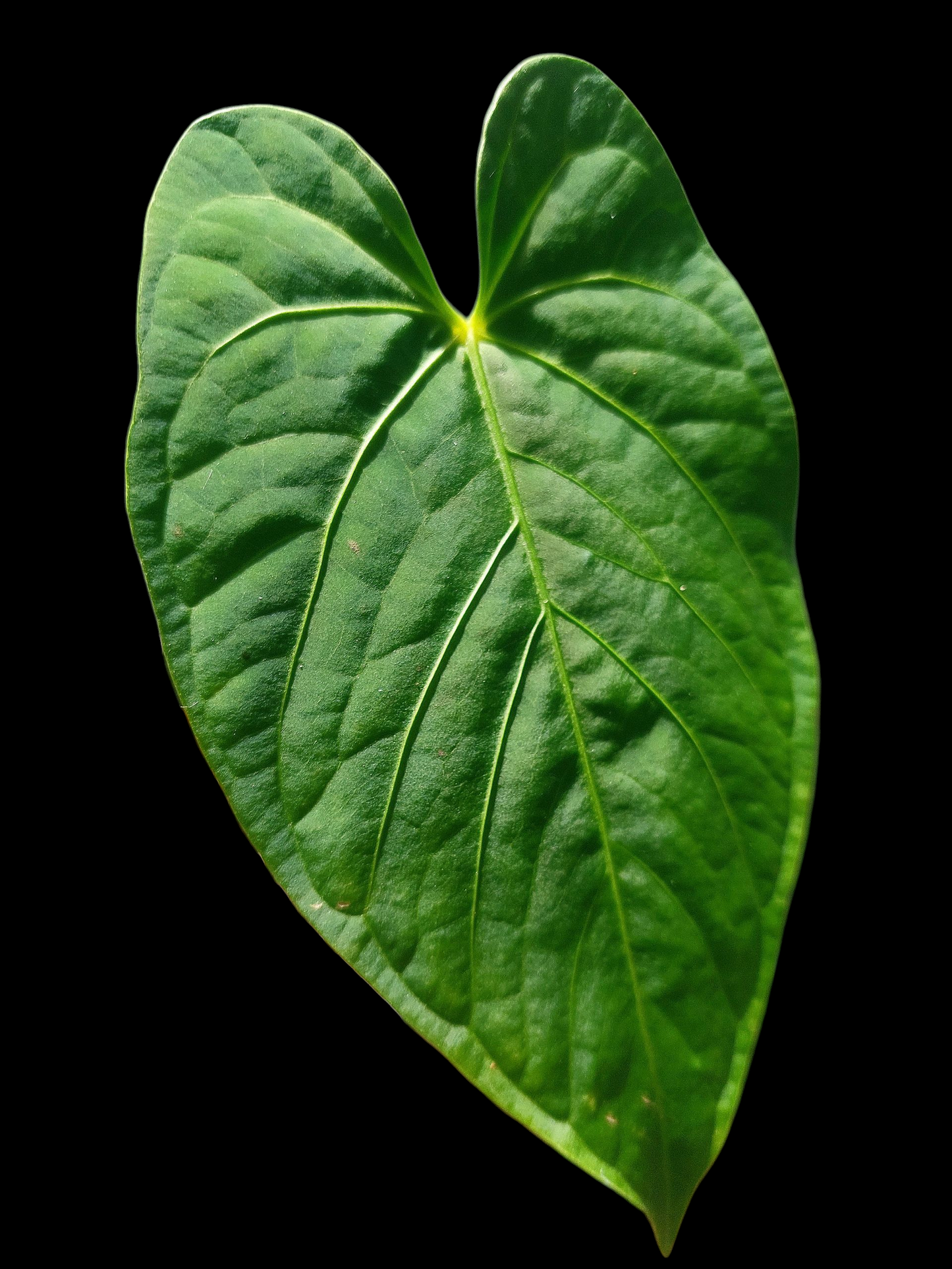 Anthurium sp. "Tarapoto Velvet" Wild Ecotype (EXACT PLANT)