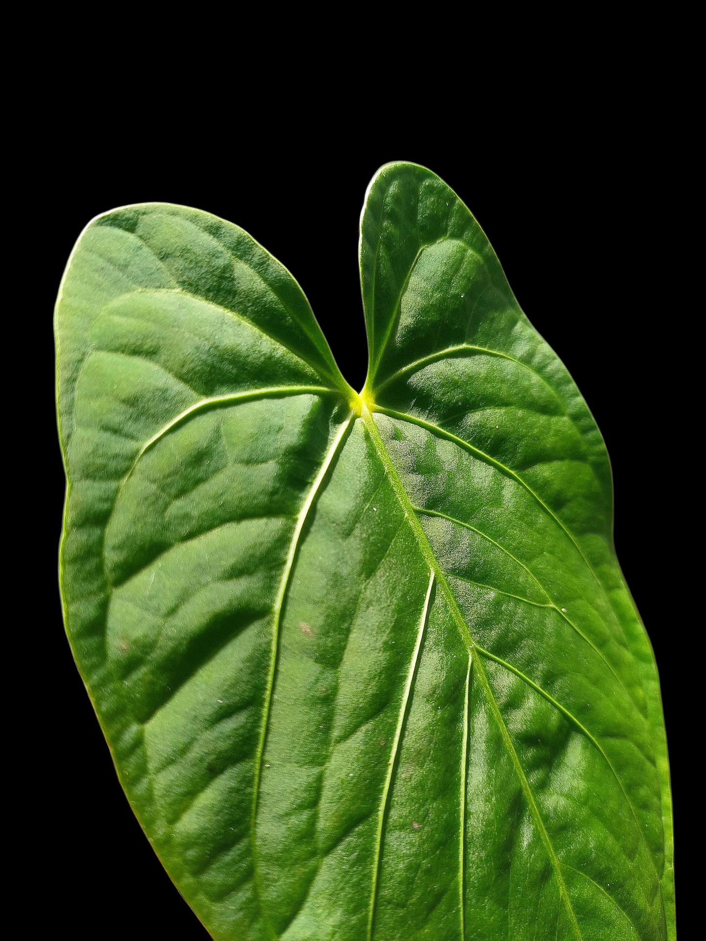 Anthurium sp. "Tarapoto Velvet" Wild Ecotype (EXACT PLANT)