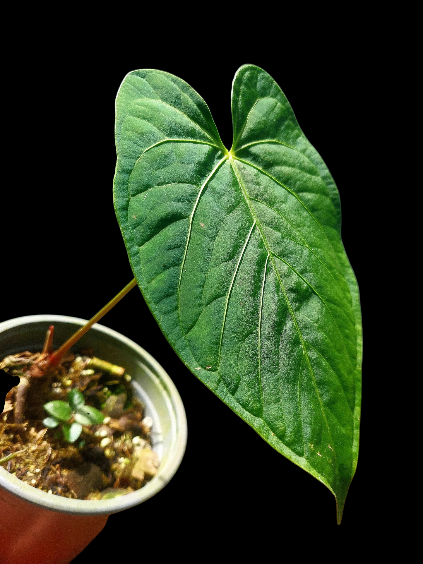 Anthurium sp. "Tarapoto Velvet" Wild Ecotype (EXACT PLANT)