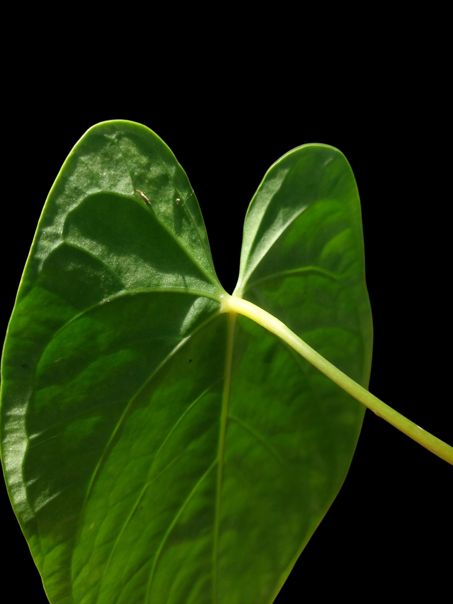 Anthurium sp. "Tarapoto Velvet" Wild Ecotype (EXACT PLANT)