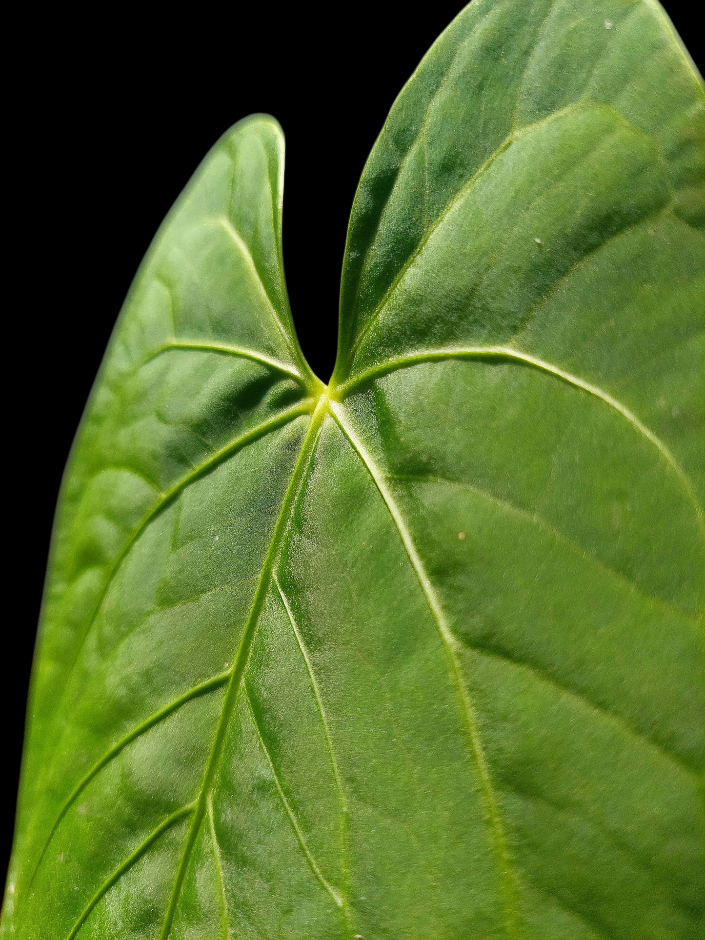 Anthurium sp. "Tarapoto Velvet" Wild Ecotype (EXACT PLANT)