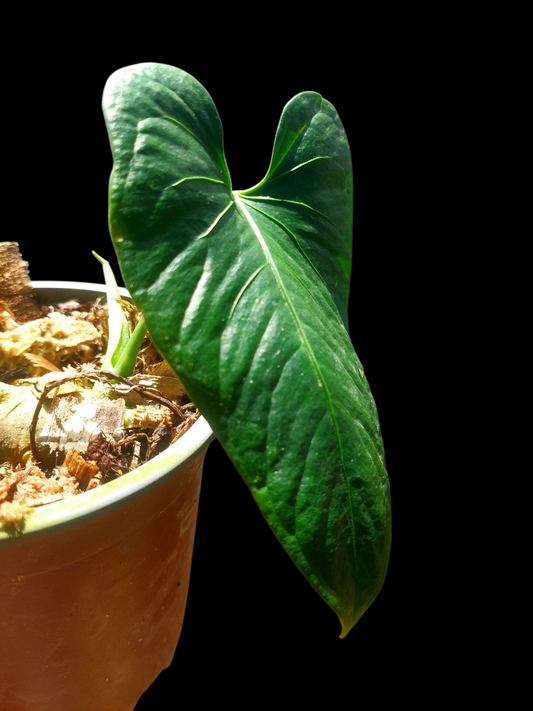 Anthurium sp. 'Cachiyacu' (EXACT PLANT)