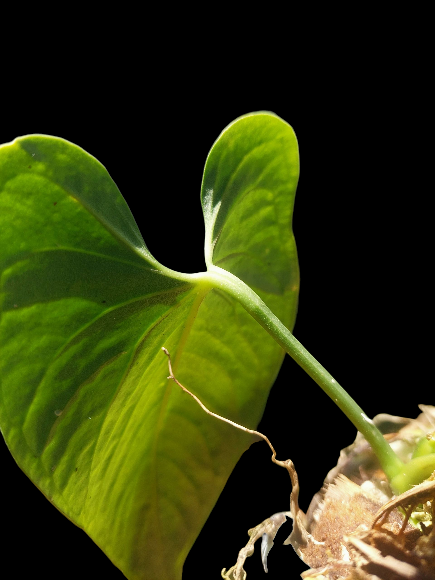 Anthurium sp. 'Cachiyacu' (EXACT PLANT)