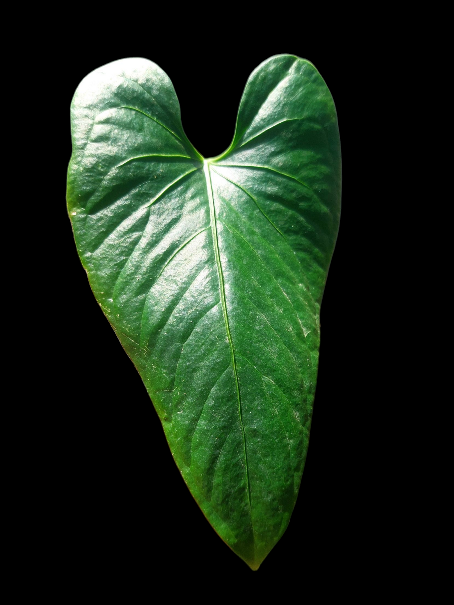 Anthurium sp. 'Cachiyacu' (EXACT PLANT)