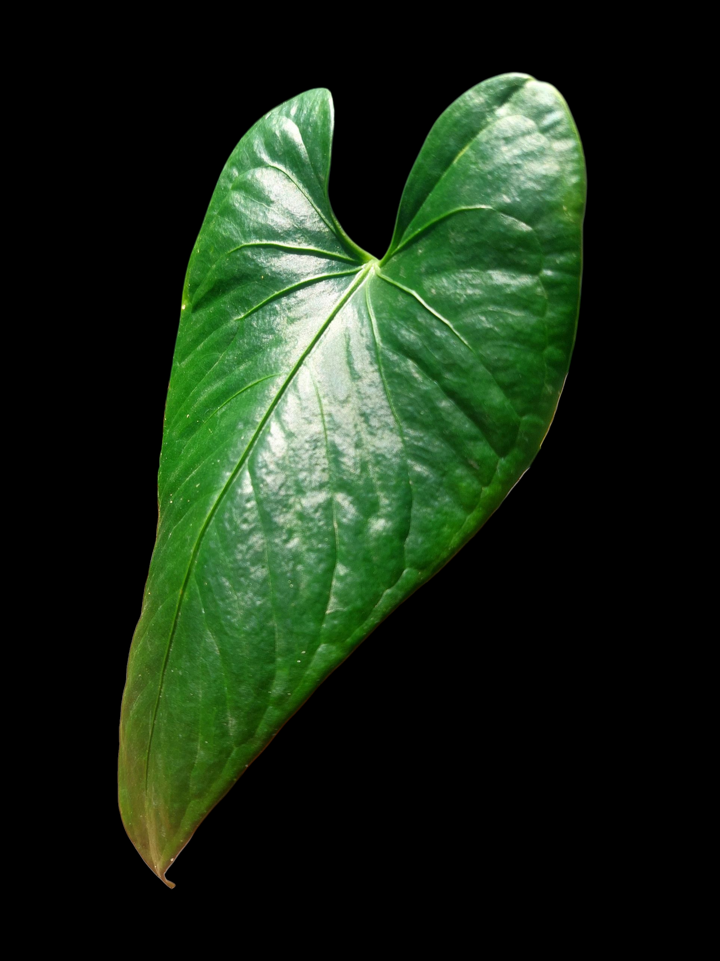 Anthurium sp. 'Cachiyacu' (EXACT PLANT)