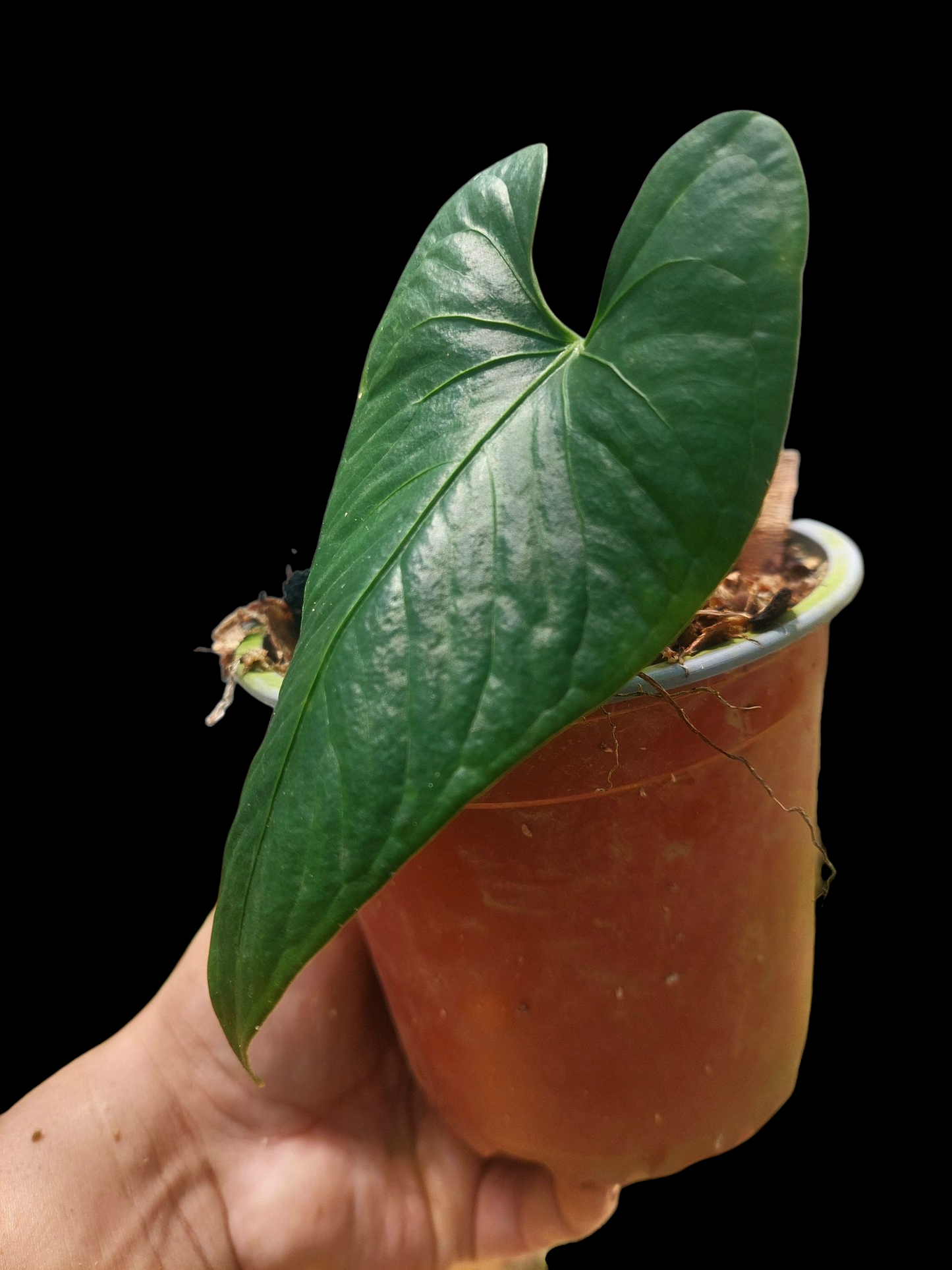Anthurium sp. 'Cachiyacu' (EXACT PLANT)